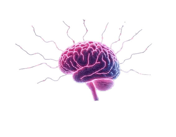 holographic brain